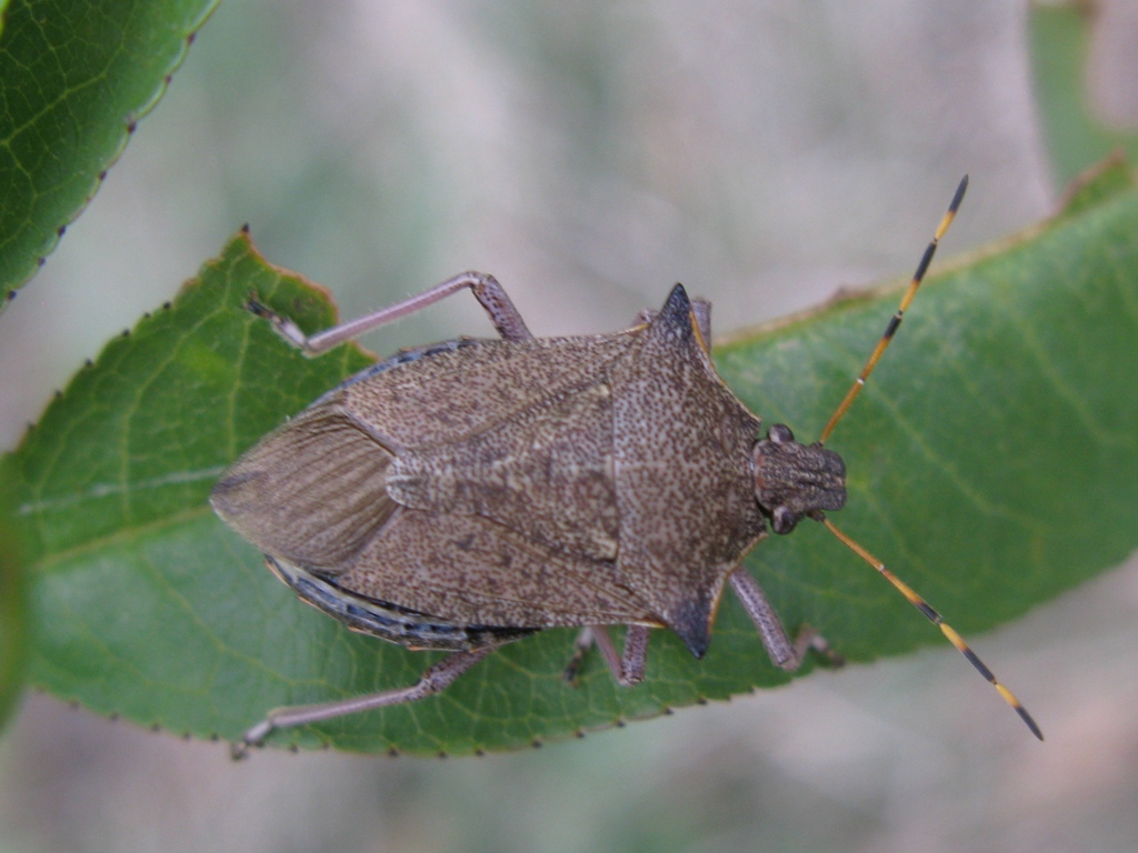 Pentatomidae: Picromerus nigridens del Lazio (VT)